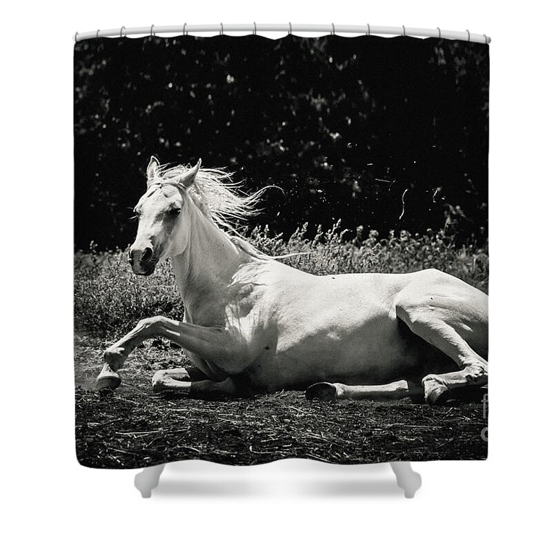 Horse Shower Curtain featuring the photograph White Horse Laying Down by Dimitar Hristov