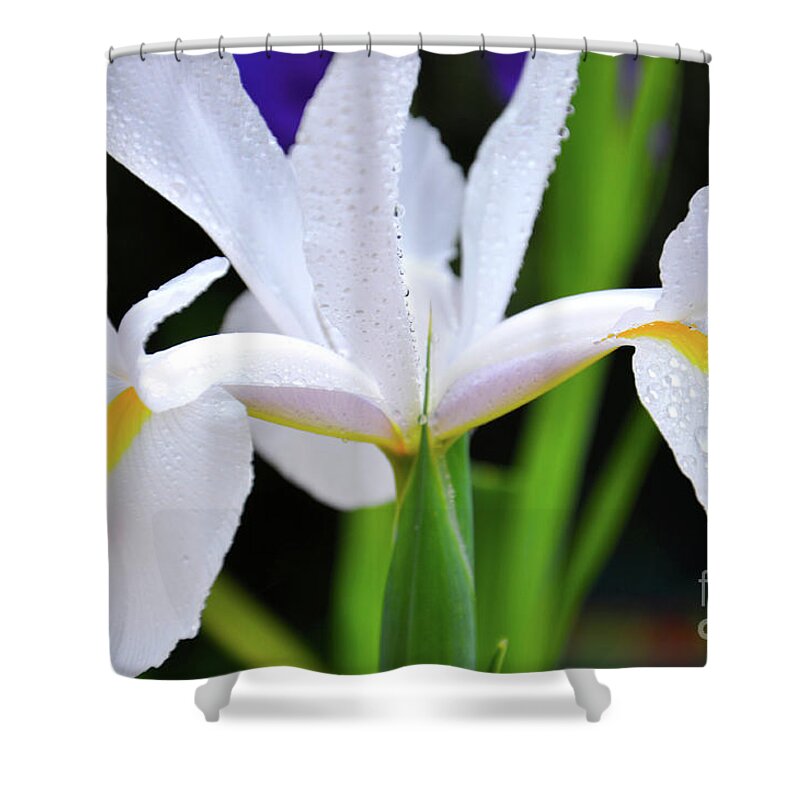 Iris Shower Curtain featuring the photograph White Iridaceae, Dutch Iris, is a spring flowering bulb. by Milleflore Images