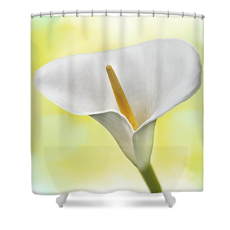 Spring Shower Curtain featuring the mixed media White Lily by Moira Law