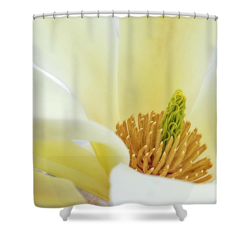 White Shower Curtain featuring the photograph White Magnolia Bloom by Karen Smale