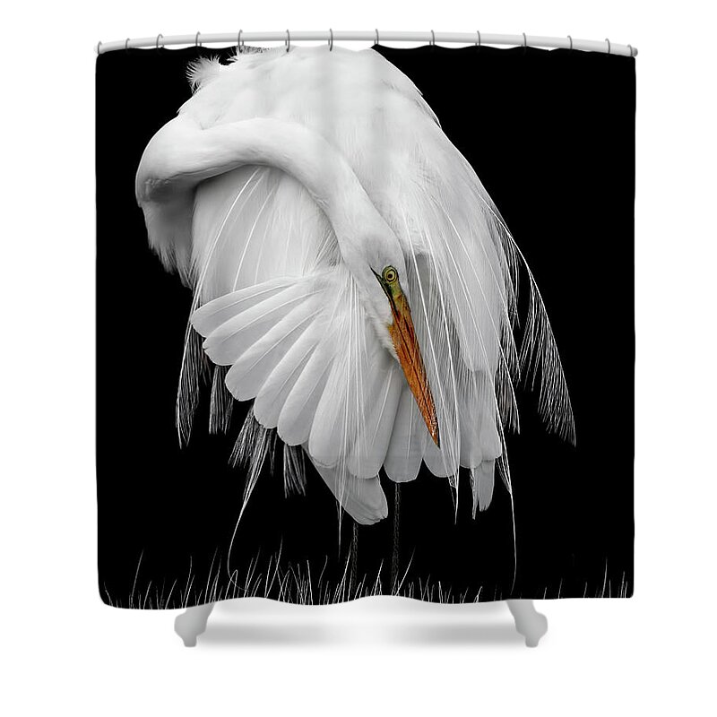 White On Black Shower Curtain featuring the photograph White on Black by Wes and Dotty Weber