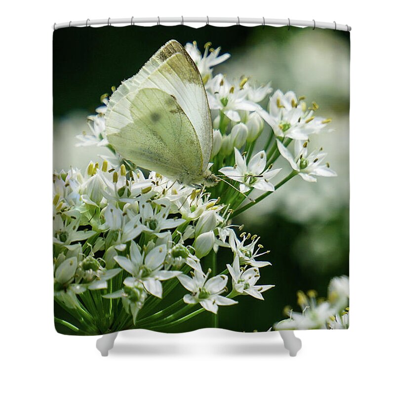 Cabbage White Shower Curtain featuring the photograph White on White by Tana Reiff