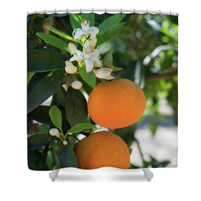 Orange Blossom Shower Curtain featuring the photograph White orange blossom, fruits and floral beauty in the mediterranean sunlight by Adriana Mueller