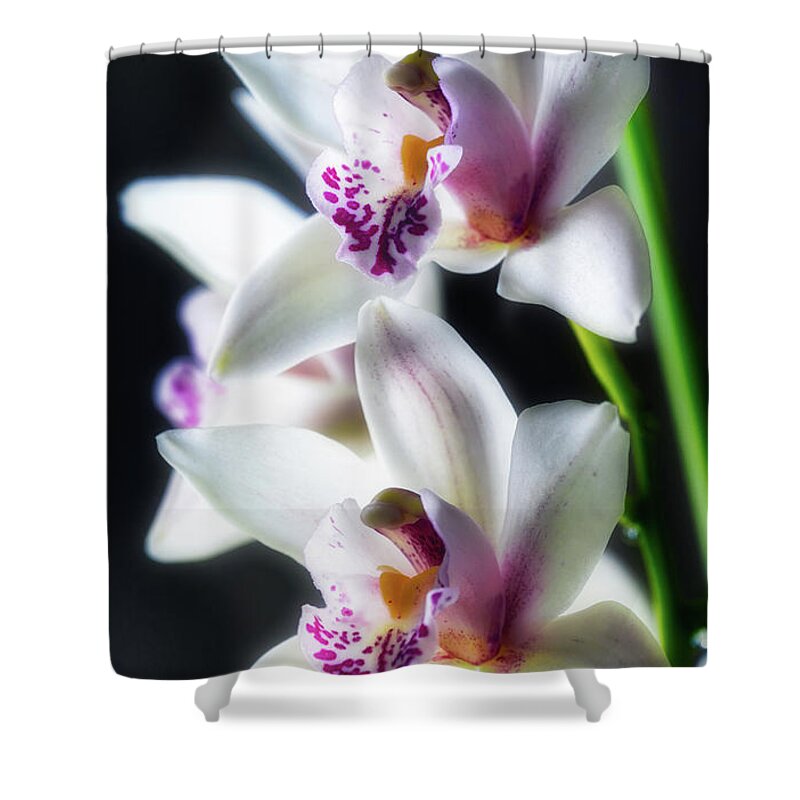 White Shower Curtain featuring the photograph White orchid by The P