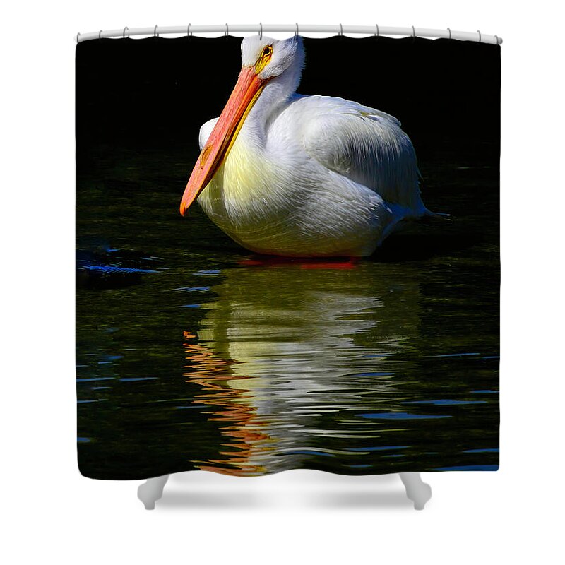 Pelican Shower Curtain featuring the photograph White Pelican of the Night by Alison Belsan Horton
