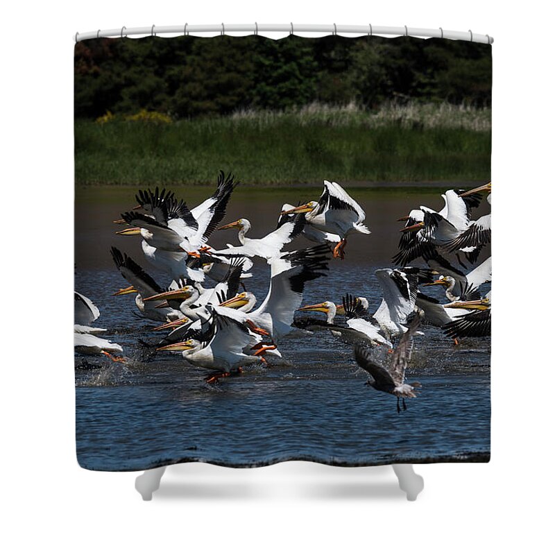 American White Pelicans Shower Curtain featuring the photograph White Pelicans Take Flight by Robert Potts