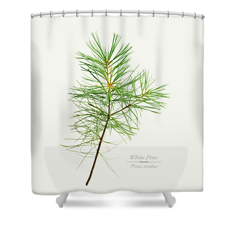 White Pine Shower Curtain featuring the mixed media White Pine by Christina Rollo