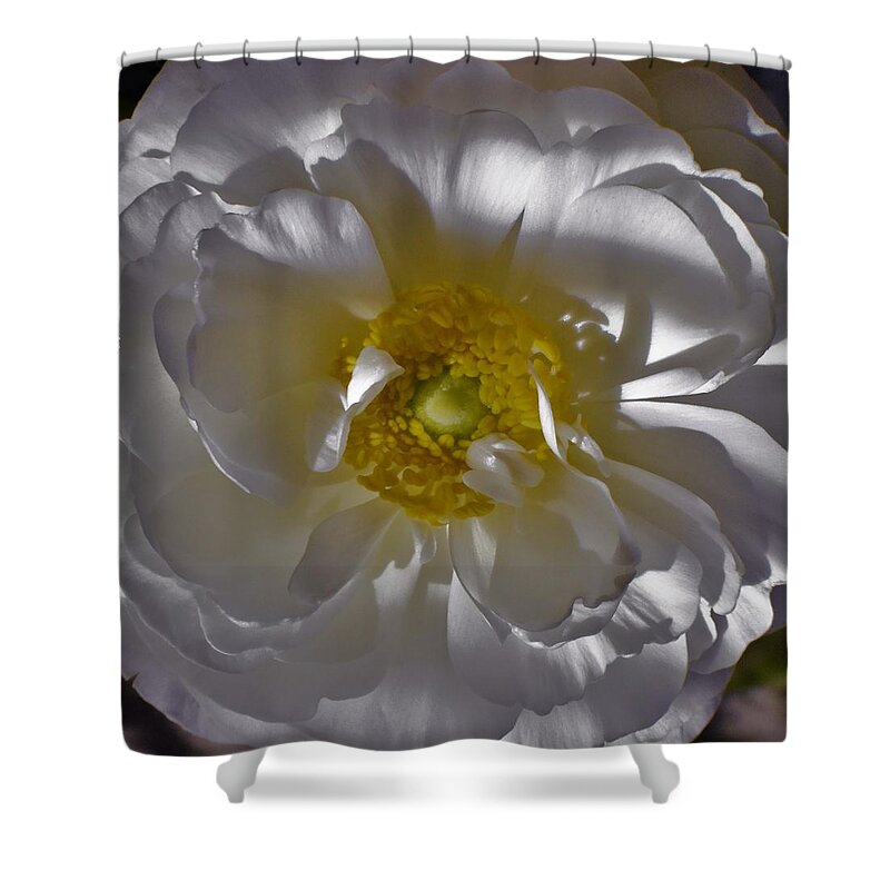 - White Ranunculus 3 Shower Curtain featuring the photograph - White Ranunculus 3 by THERESA Nye