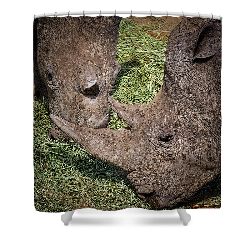Rhinos Shower Curtain featuring the photograph White Rhinos by Rene Vasquez