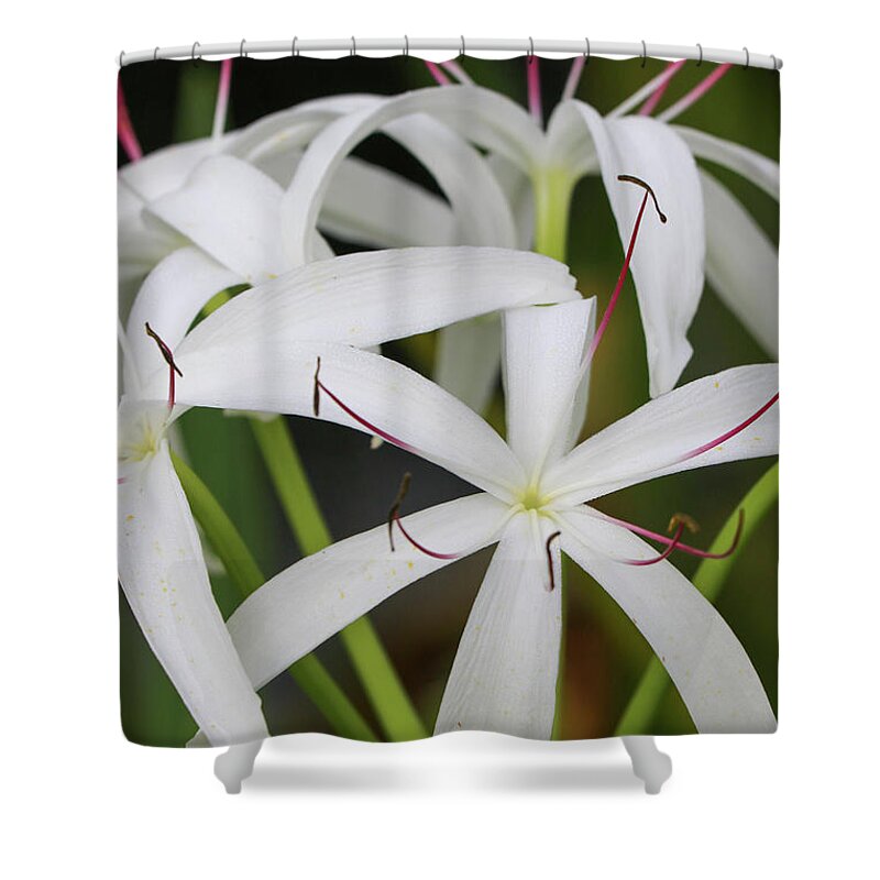 White Shower Curtain featuring the photograph White Spider Lily by Mary Anne Delgado