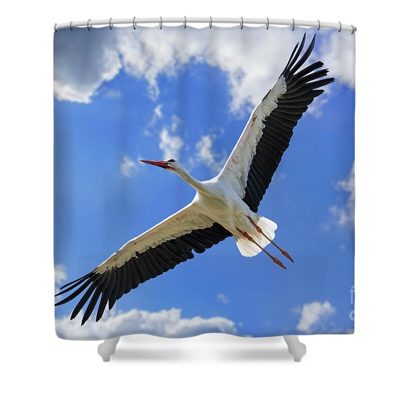 White Stork Shower Curtain featuring the photograph White Stork Flying by Arterra Picture Library