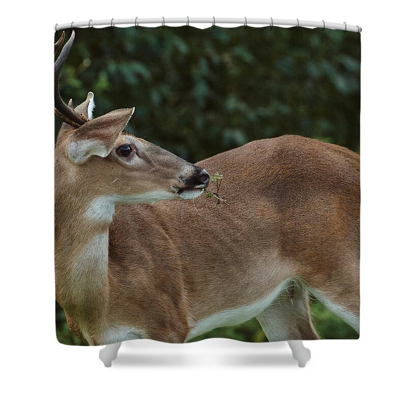 Georgia Shower Curtain featuring the photograph White Tail Deer Eating by John Simmons