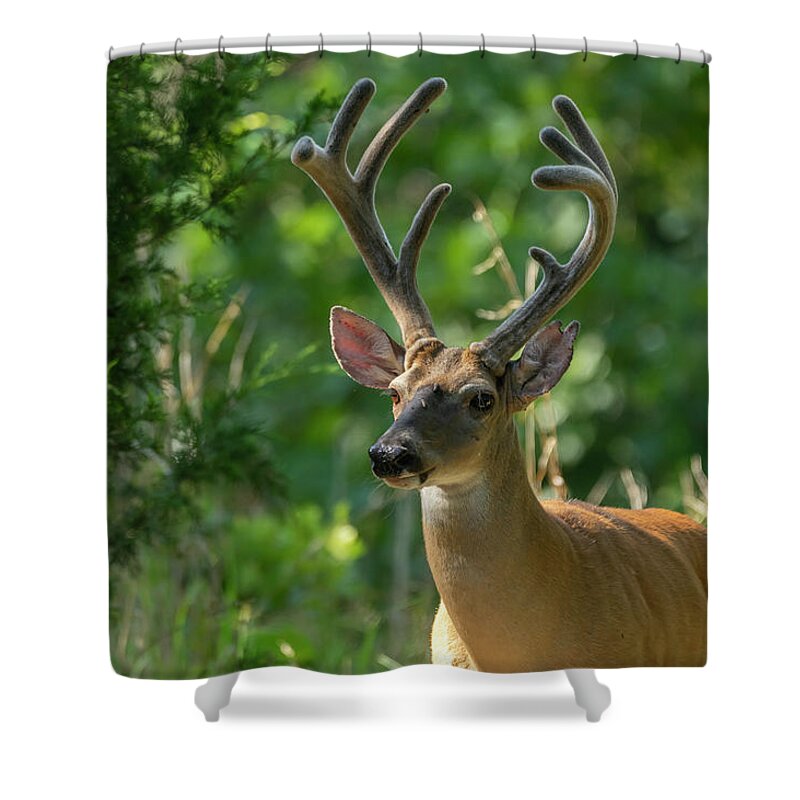 Arkansas Shower Curtain featuring the photograph White-tailed Deer - 8944 by Jerry Owens