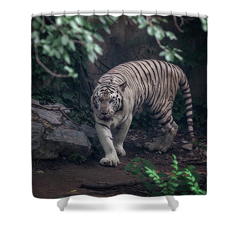 2013 Shower Curtain featuring the photograph White Tiger in Beijing City by Benoit Bruchez