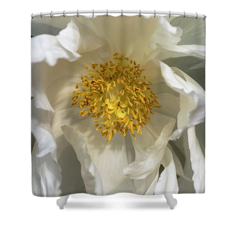 Flower Shower Curtain featuring the photograph White Tree Peony by Dawn Cavalieri