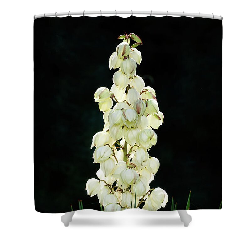 Attractive Shower Curtain featuring the photograph White yucca glowing in the dark by Jean-Luc Farges