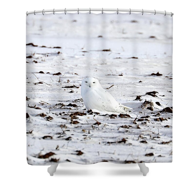 Snowy Owl Shower Curtain featuring the photograph Whiter Than Snow by Debbie Oppermann