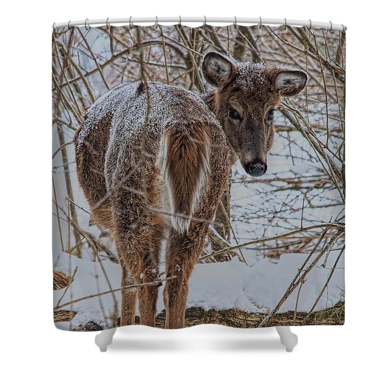 Wildlife Shower Curtain featuring the photograph Whitetail Doe's Backward Glance In Snow by Dale Kauzlaric