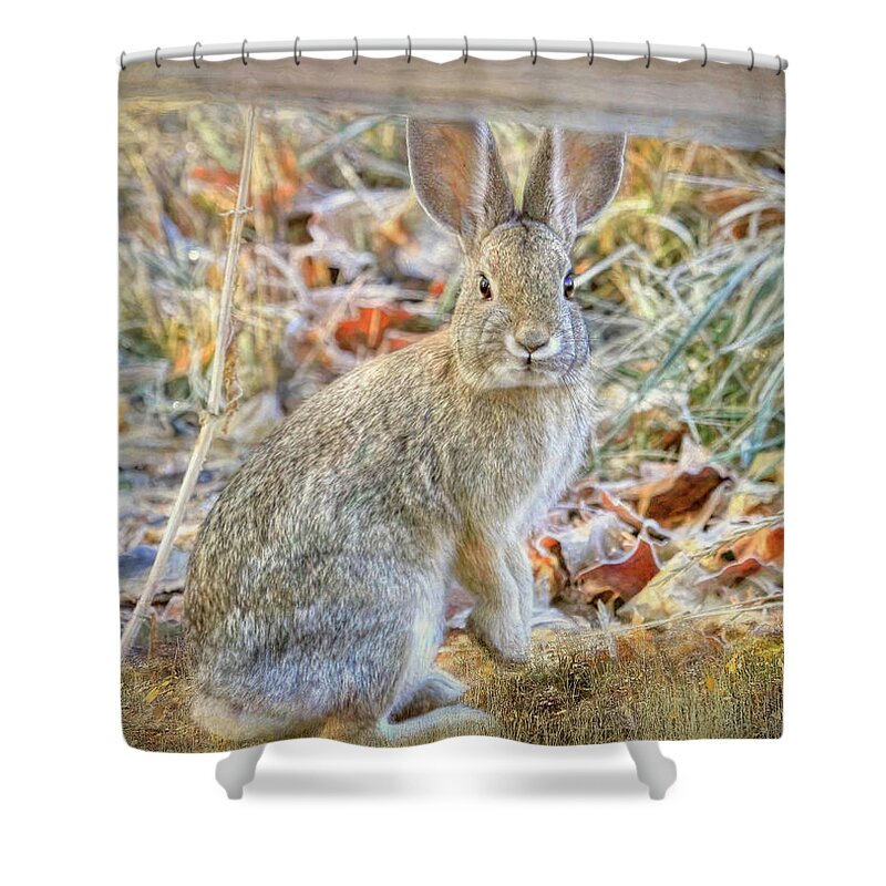 Bunny Shower Curtain featuring the photograph Who Framed Roger Rabbit by Donna Kennedy