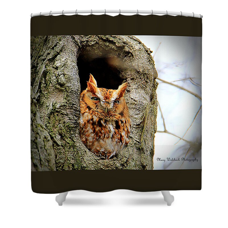 Eastern Screech Owl Red Morph Shower Curtain featuring the photograph Whooo are You by Mary Walchuck