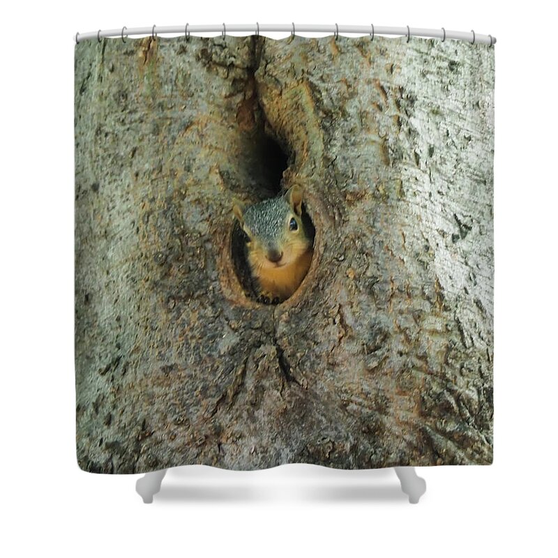 Squirrel Shower Curtain featuring the photograph Who's There by C Winslow Shafer