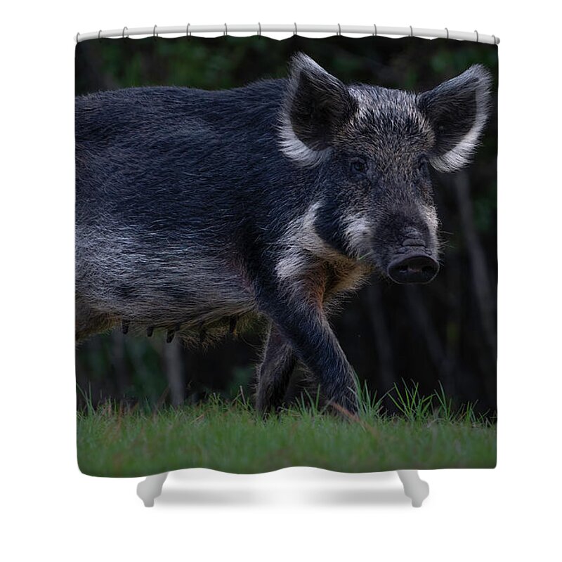 Hog Shower Curtain featuring the photograph Wild Boar 2 by Larry Marshall