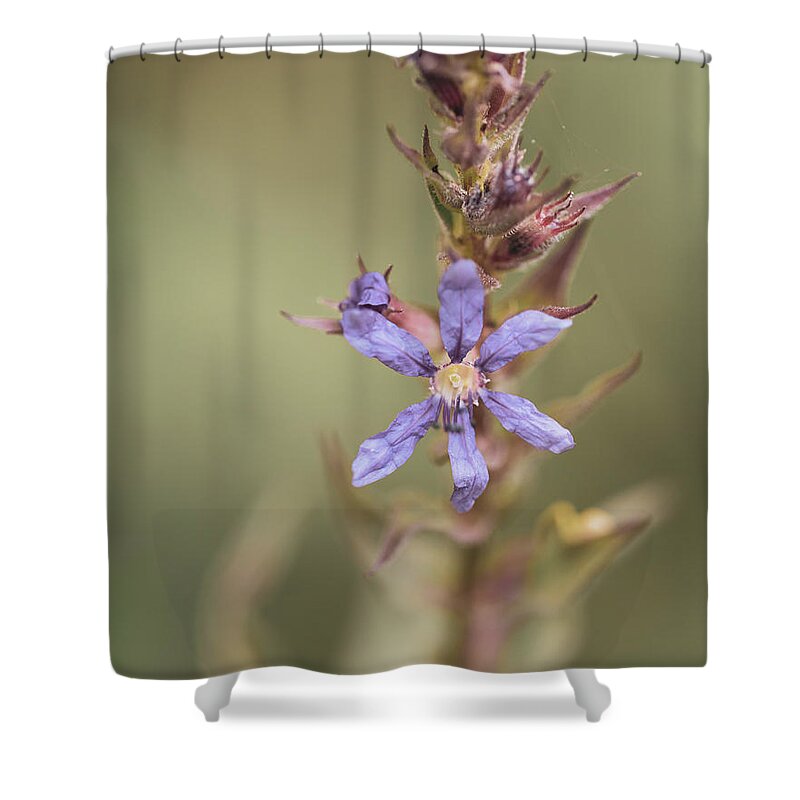 Blue Flower Shower Curtain featuring the photograph Wild Flower Alone by Amelia Pearn