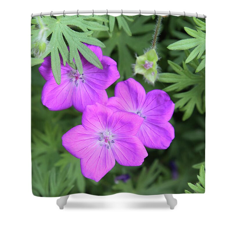 Flowers Shower Curtain featuring the photograph Wild Geraniums by Bob Falcone