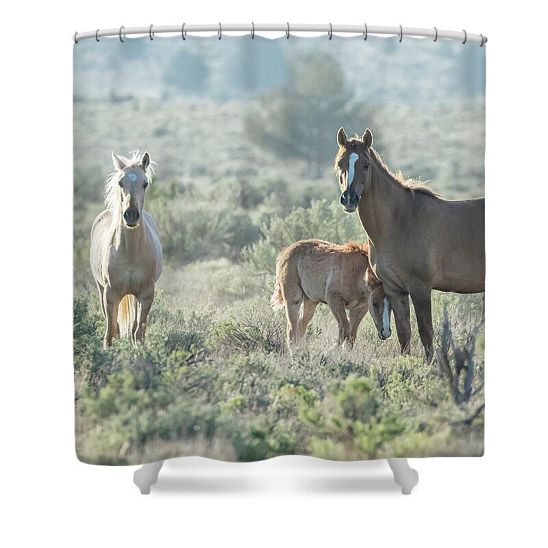 Wild Horses Shower Curtain featuring the photograph Wild Horse Familial Band Bonding in Early Morning, No. 2 by Belinda Greb