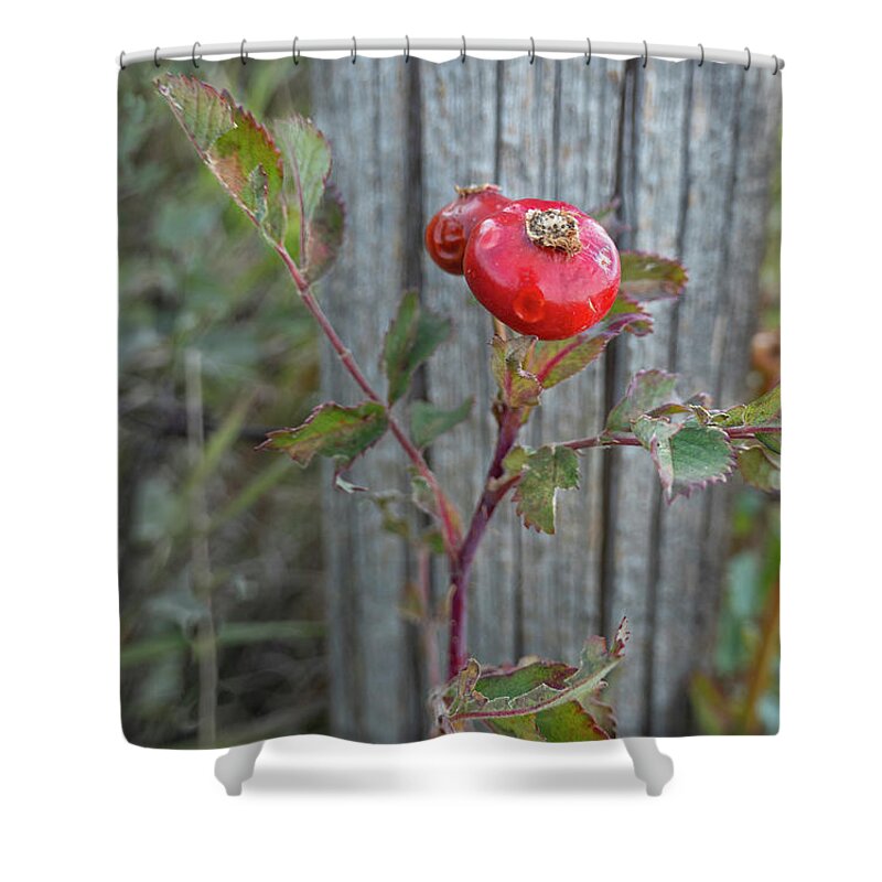Rose Shower Curtain featuring the photograph Wild Rose Hips And Fence Post by Karen Rispin