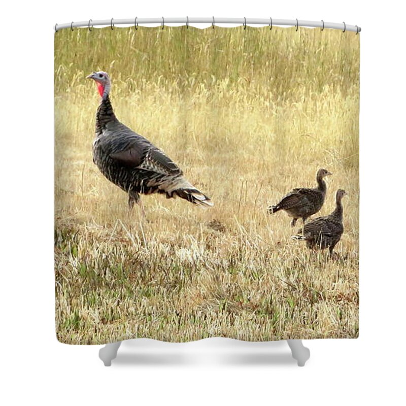 Turkey Shower Curtain featuring the photograph Wild Turkeys Morning Stroll by Katie Keenan