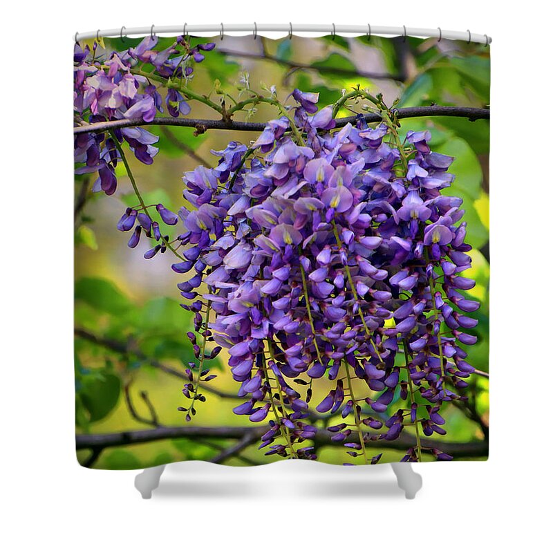 Spring Shower Curtain featuring the photograph Wild Wisteria by Suzanne Stout