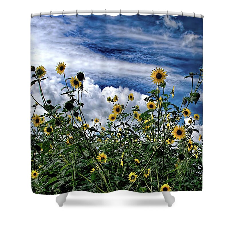 Daisies Shower Curtain featuring the photograph Wildflowers on the Brazos by Diana Mary Sharpton