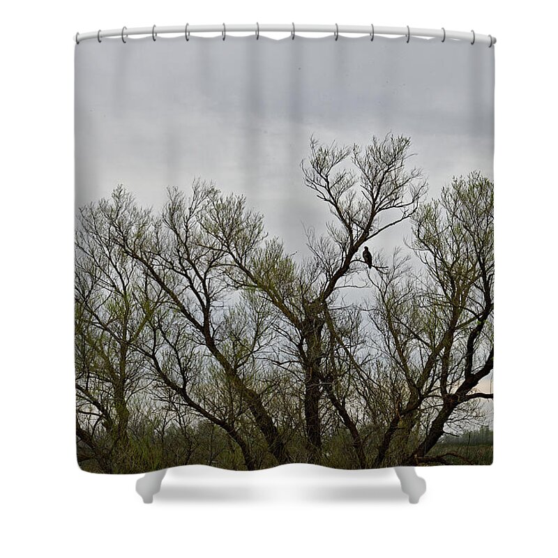 Bald Eagle Shower Curtain featuring the photograph Wildlife in Wide Angle - Bald Eagle on a Tree Branch by Amazing Action Photo Video