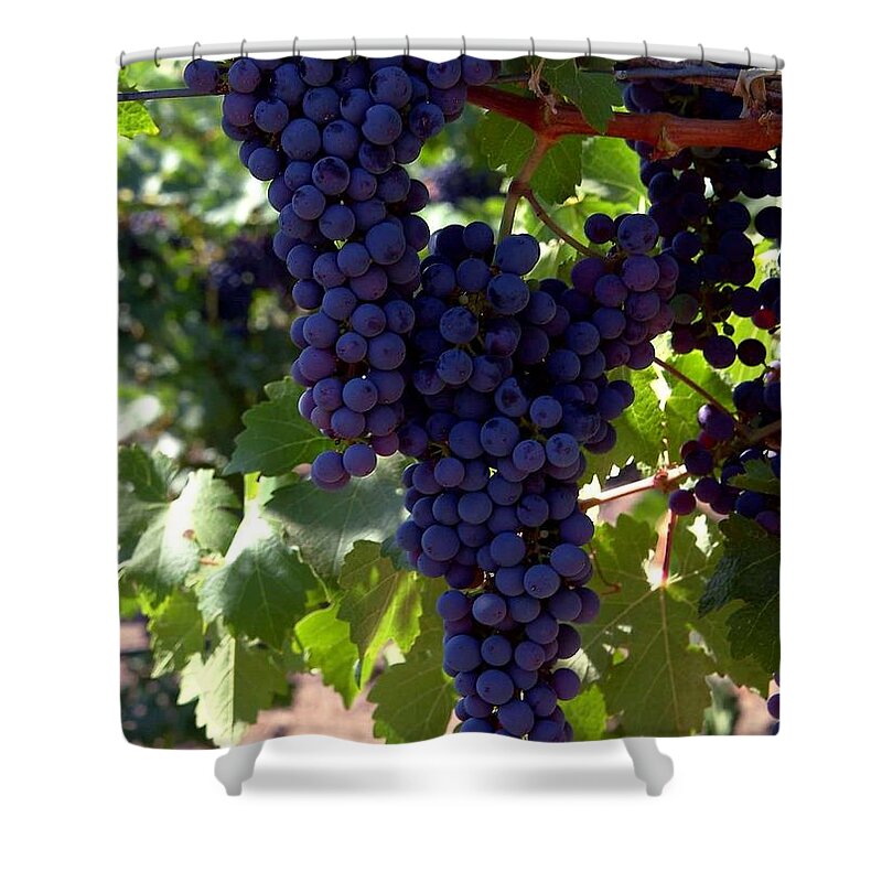 Grapes Shower Curtain featuring the photograph Wine Grapes by Charlene Mitchell