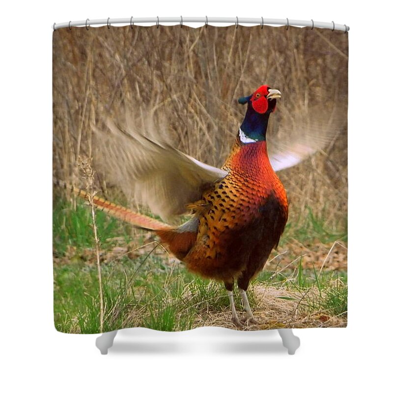 Wing Flaps Up Shower Curtain featuring the photograph Wing flaps up by Karen Cook