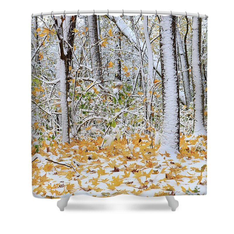 Winter Shower Curtain featuring the photograph Winter and Autumn Meet by Paula Guttilla