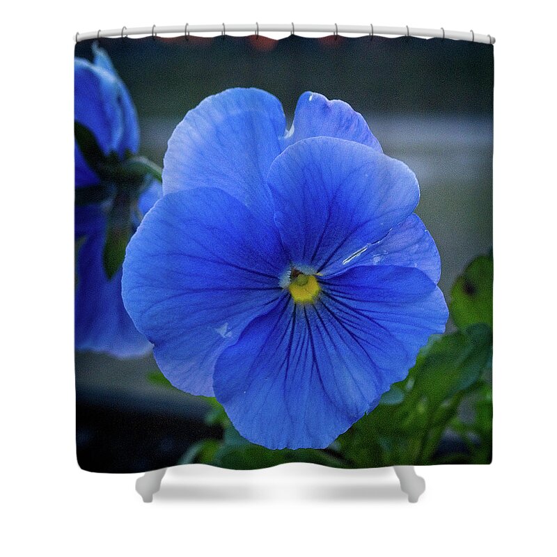 Nature Shower Curtain featuring the photograph Winter Bloom by George Taylor