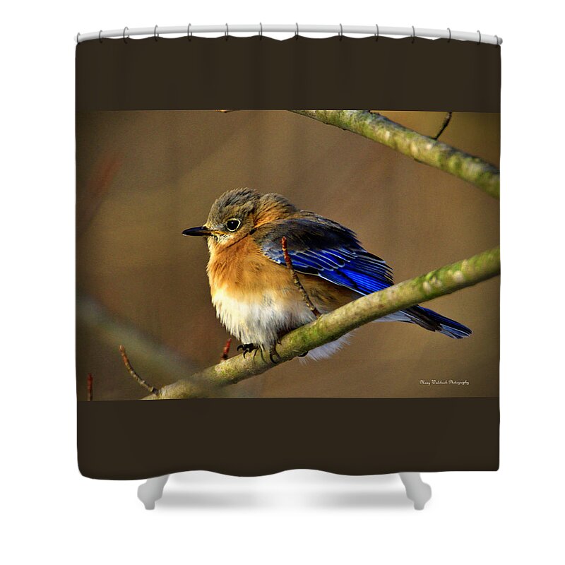 Eastern Bluebird Shower Curtain featuring the photograph Winter Bluebird by Mary Walchuck