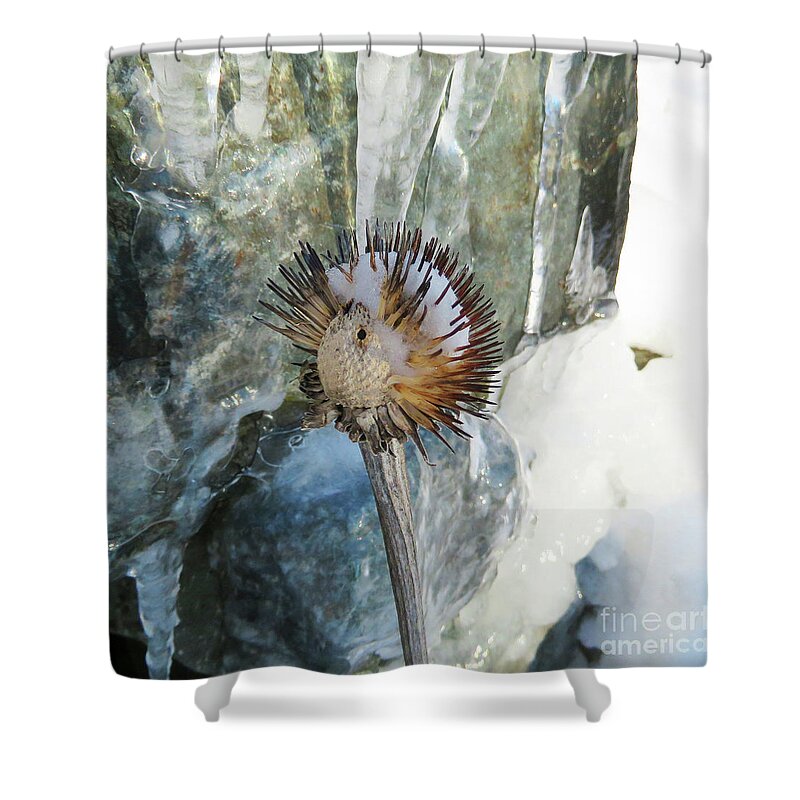 Winter Shower Curtain featuring the photograph Winter Botanical 18 by Amy E Fraser