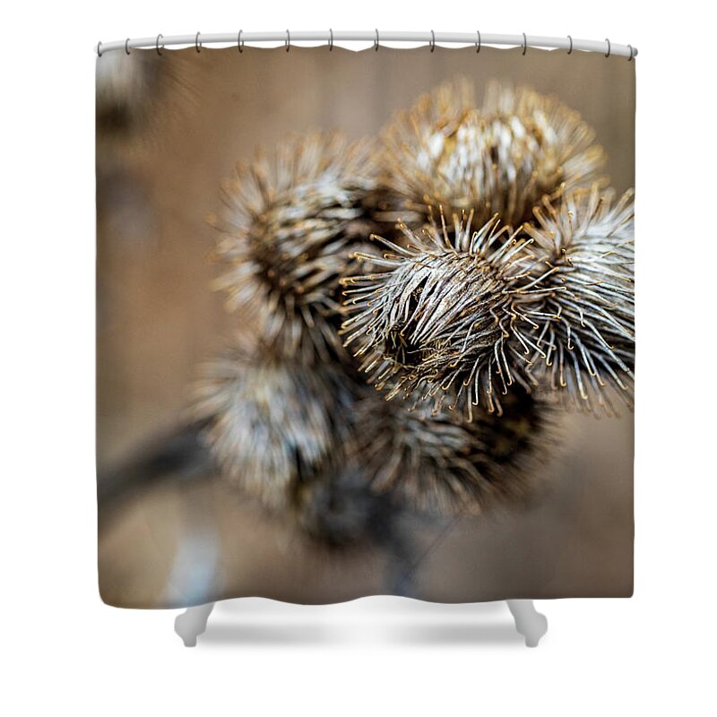 Plant Shower Curtain featuring the photograph Winter Burrs by Amelia Pearn