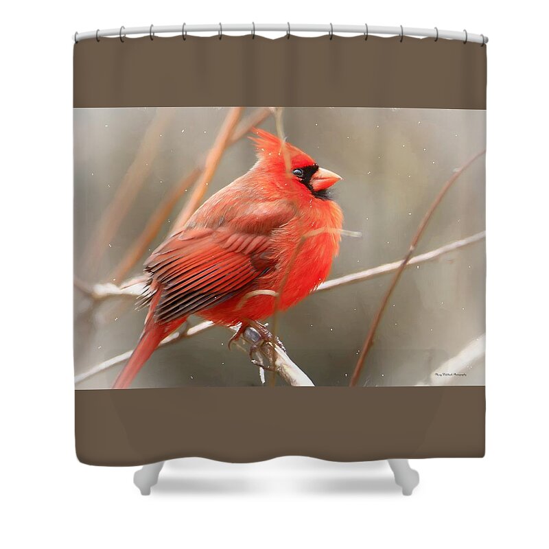 Birds Shower Curtain featuring the photograph Winter Cardinal 3 by Mary Walchuck