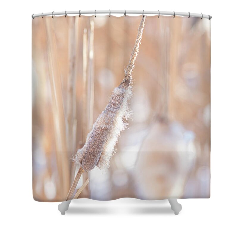 Winter Shower Curtain featuring the photograph Winter Cattails by Karen Rispin