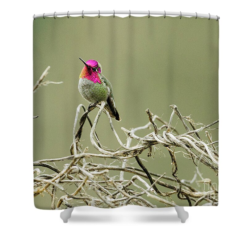 Kmaphoto Shower Curtain featuring the photograph Winter Hummingbird by Kristine Anderson