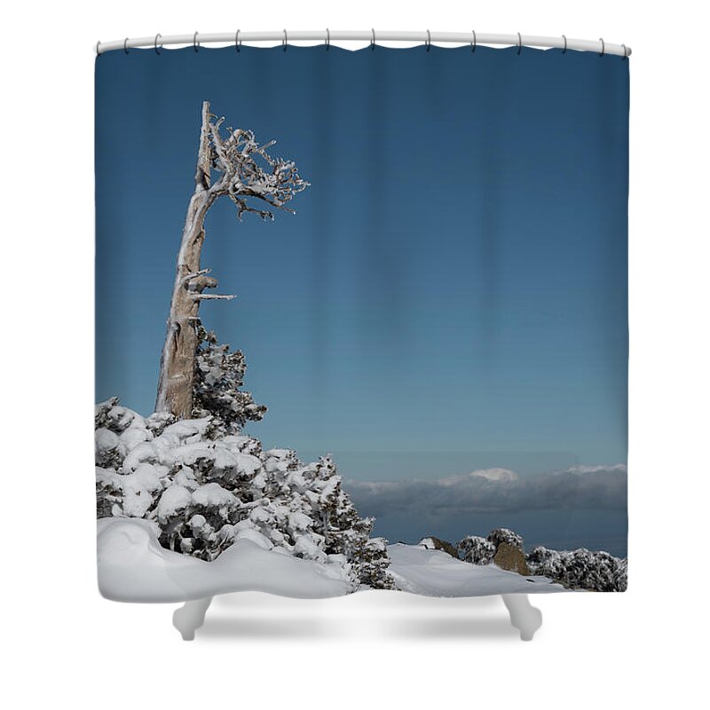 Single Tree Shower Curtain featuring the photograph Winter landscape in snowy mountains. frozen snowy lonely fir trees against blue sky. by Michalakis Ppalis