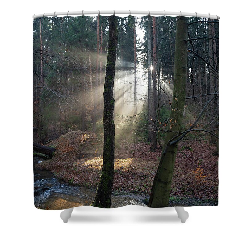 Winter Shower Curtain featuring the photograph Winter light in the forest 2 by Adriana Mueller