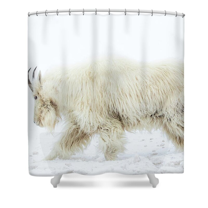 Mountain Goat Shower Curtain featuring the photograph Winter Mountain Goat by Wesley Aston