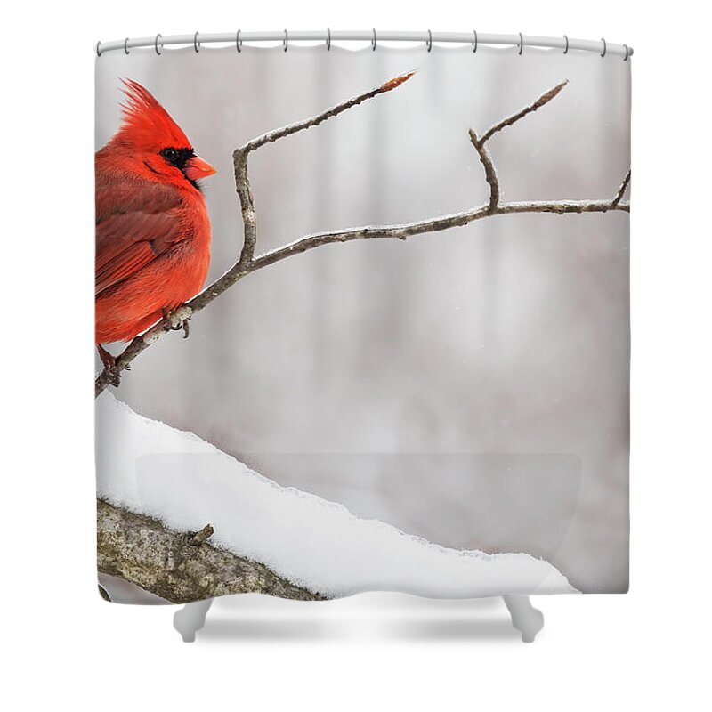 Bird Shower Curtain featuring the photograph Winter Profile by Art Cole