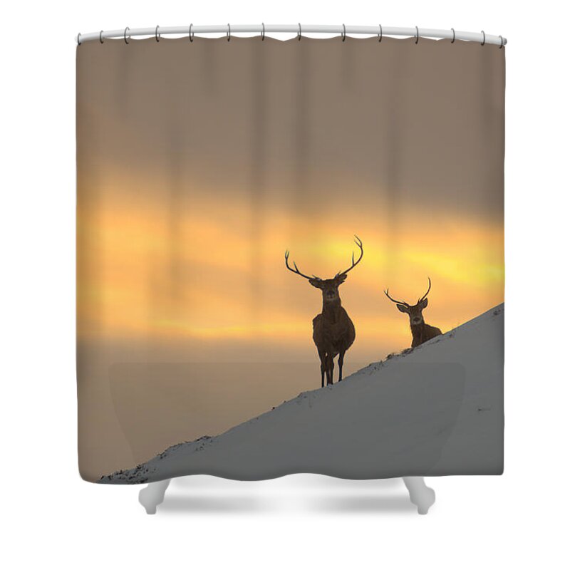 Deer Shower Curtain featuring the photograph Winter Sunset in Strathglass by Gavin MacRae