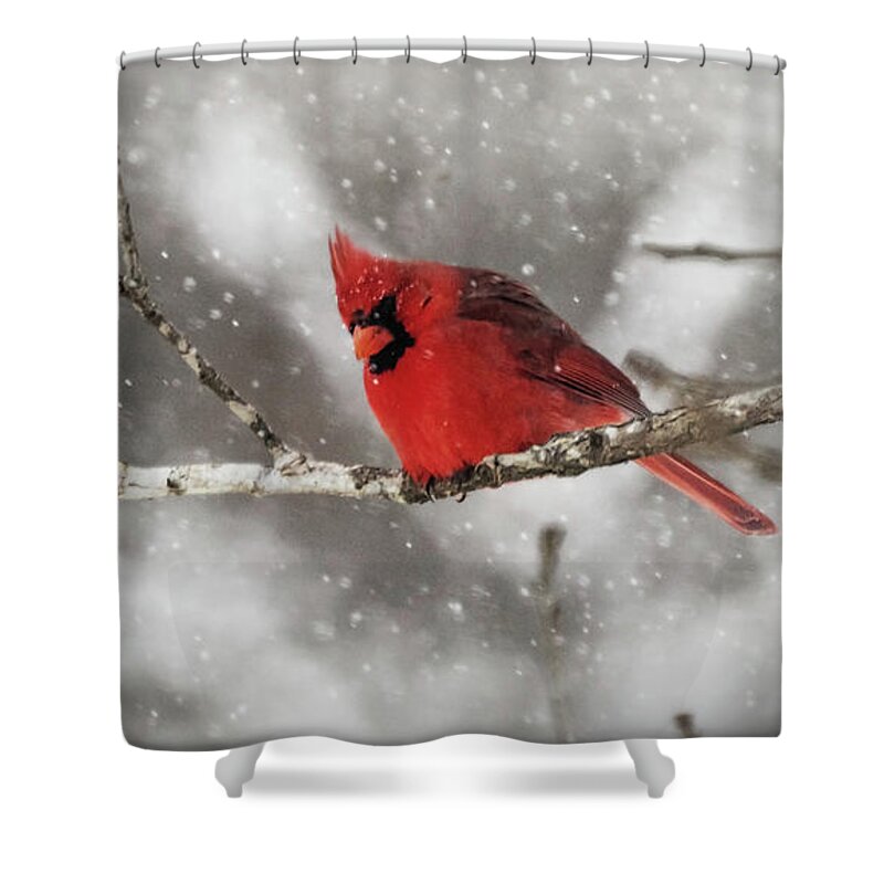 Cardinals Shower Curtain featuring the photograph Winter Time Cardinal by Elaine Malott